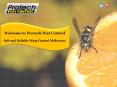 Safe and Reliable Wasp Control Melbourne PowerPoint PPT Presentation