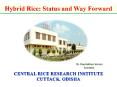 hybrid rice-way forward PowerPoint PPT Presentation