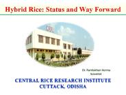 hybrid rice-way forward