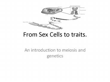 From Sex Cells to traits.