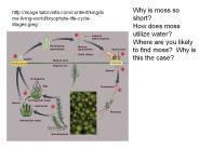 Why is moss so short?