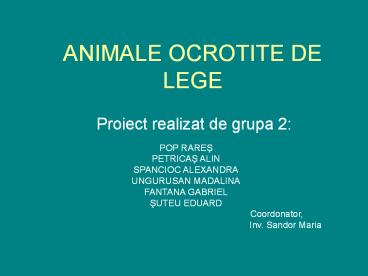 ANIMALE OCROTITE DE LEGE