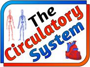 The Circulatory System