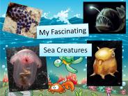 Fascinating Sea Creatures
