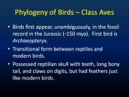 Phylogeny%20of%20Birds%20