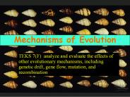 Mechanisms of Evolution