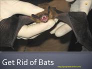 Get Rid of Bats