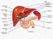 Liver Pancreas Cancer Treatment Florida | Liver Pancreas