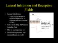Lateral Inhibition and Receptive Fields PowerPoint PPT Presentation
