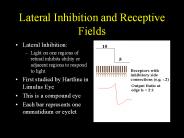 Lateral Inhibition and Receptive Fields