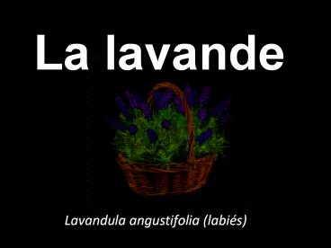 La lavande