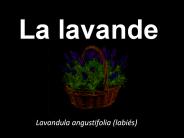 La lavande