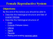 Female Reproductive System