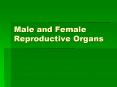 Male and Female Reproductive Organs PowerPoint PPT Presentation