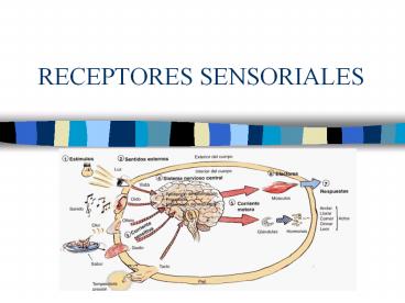 RECEPTORES SENSORIALES