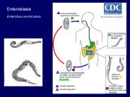 Diapositiva 1