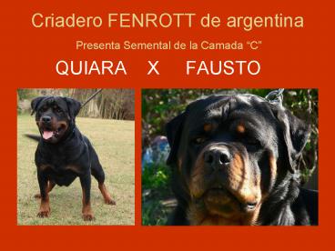 Criadero FENROTT de argentina Presenta Semental de la Camada 