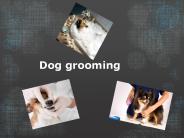 Dog grooming