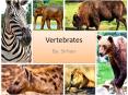 Vertebrates Animals PowerPoint PPT Presentation