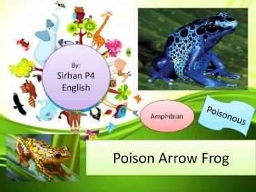 Poison Arrow Frog