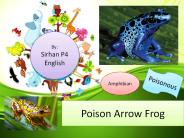Poison Arrow Frog