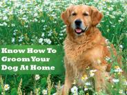 Know How To Groom Your Pet At Home