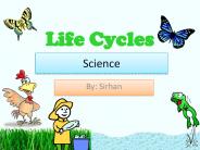 Life Cycle of Animal