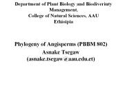 Basal Angiosperms-Magnoliids
