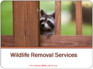 Why We Need Wildlife Removal Services
