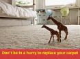 Don’t be in a hurry to replace your carpet PowerPoint PPT Presentation