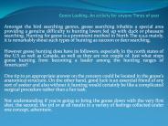 Goose Looking, An activity for anyone Times