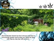 Old Amsterdam Seeds