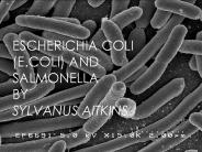 Escherichia coli