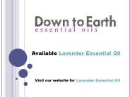 lavender essential oil