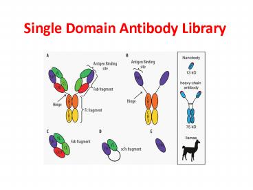 single domain antibody 