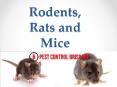 Rodents, Rats and Mice PowerPoint PPT Presentation