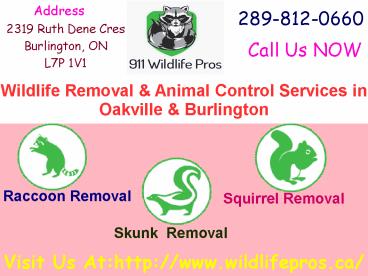 Affordable Animal Control Services in Burlington-911 Wild Life Pros