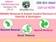 Affordable Animal Control Services in Burlington-911 Wild Life Pros