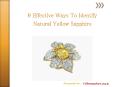 Effective Ways to Identify Natural Yellow Sapphire PowerPoint PPT Presentation