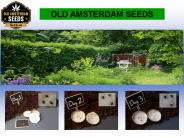 Old Amsterdam Seeds (2)