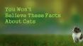 You Won't Believe These Facts About Cats PowerPoint PPT Presentation
