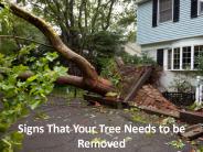 What to Consider When Choosing Tree Specialist