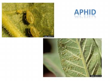Aphid