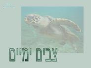 (??%20????:%20Cheloniidae)%20-%20??%20????%20???%20?????????.