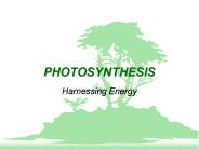 PHOTOSYNTHESIS