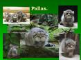 Pallas. PowerPoint PPT Presentation