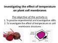 Investigating the effect of temperature on plant cell membranes The objective of this activity is: 1. To practise experimental and investigative skills 2. To investigate the effect of temperature on cell membrane structures PowerPoint PPT Presentation
