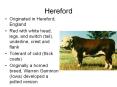 Hereford PowerPoint PPT Presentation
