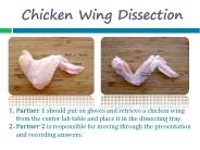 Chicken Wing Dissection