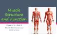 Muscle Structure and Function PowerPoint PPT Presentation